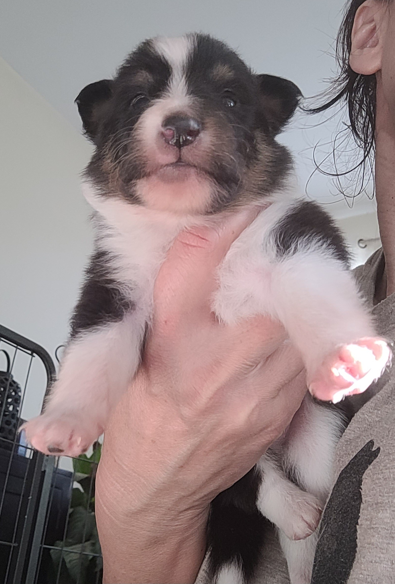 De Roc Aïda - Chiots disponibles - Shetland Sheepdog