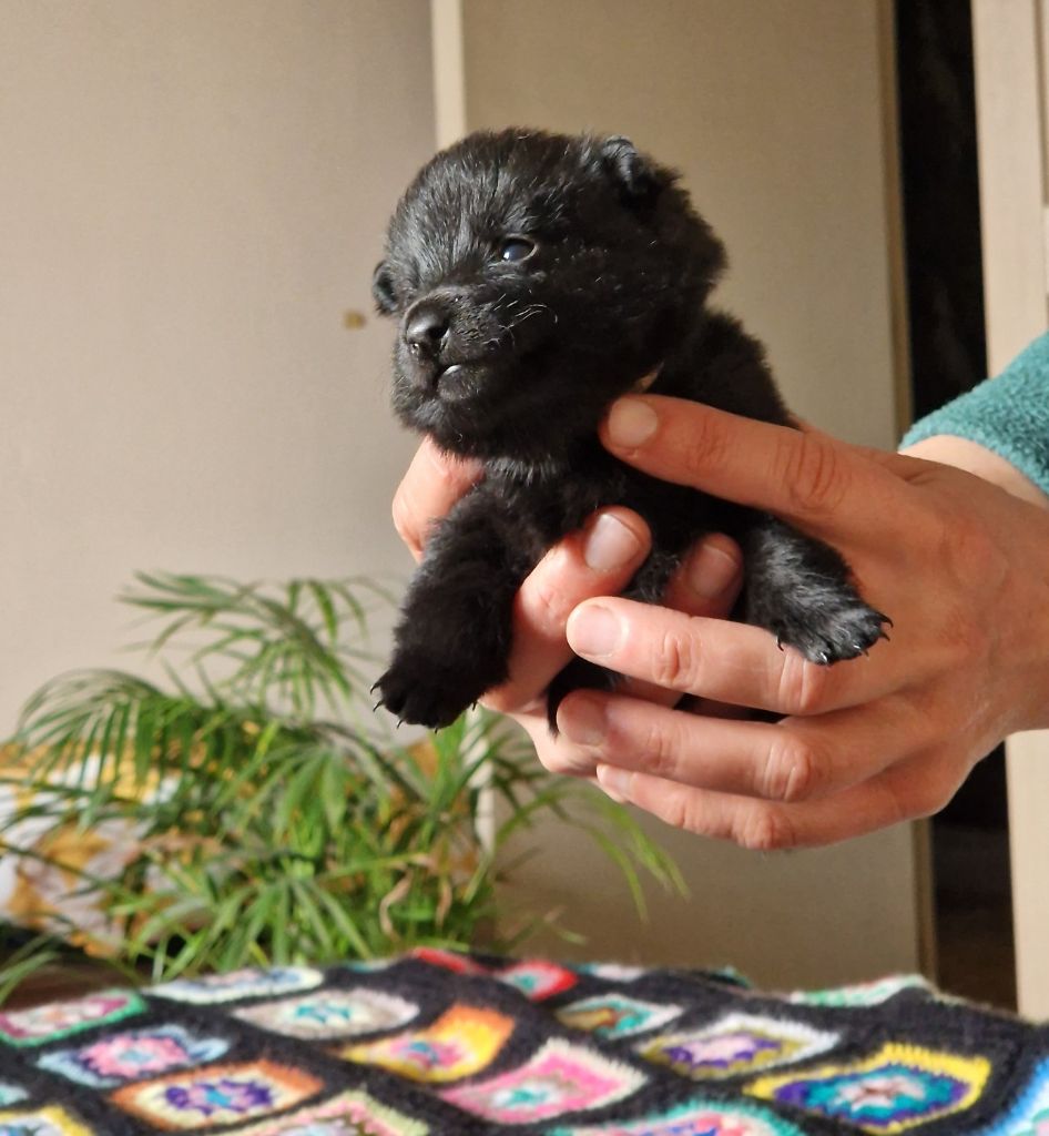 De Roc Aïda - Chiots disponibles - Schipperke